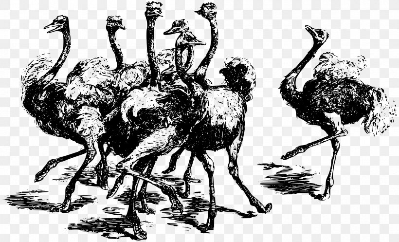 Common Ostrich T-shirt Bird Emu Drawing, PNG, 2400x1455px, Common Ostrich, Animal, Art, Beak, Bird Download Free