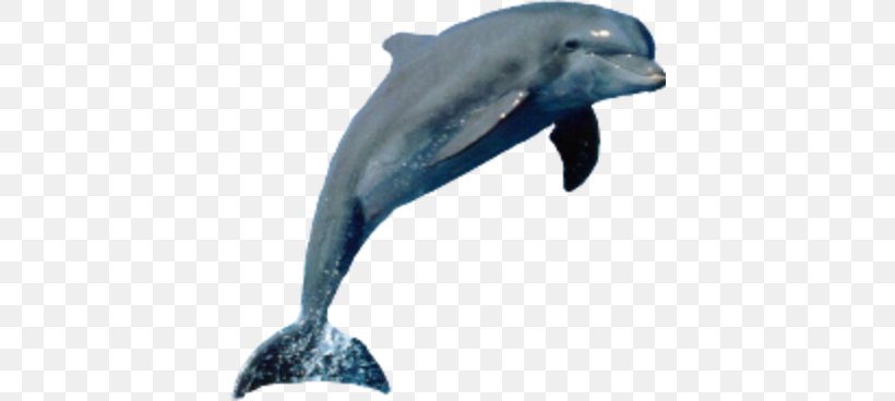 Dolphin Porpoise Tucuxi Cetacea, PNG, 400x368px, Dolphin, Animal, Beak, Bottlenose Dolphin, Burrunan Dolphin Download Free