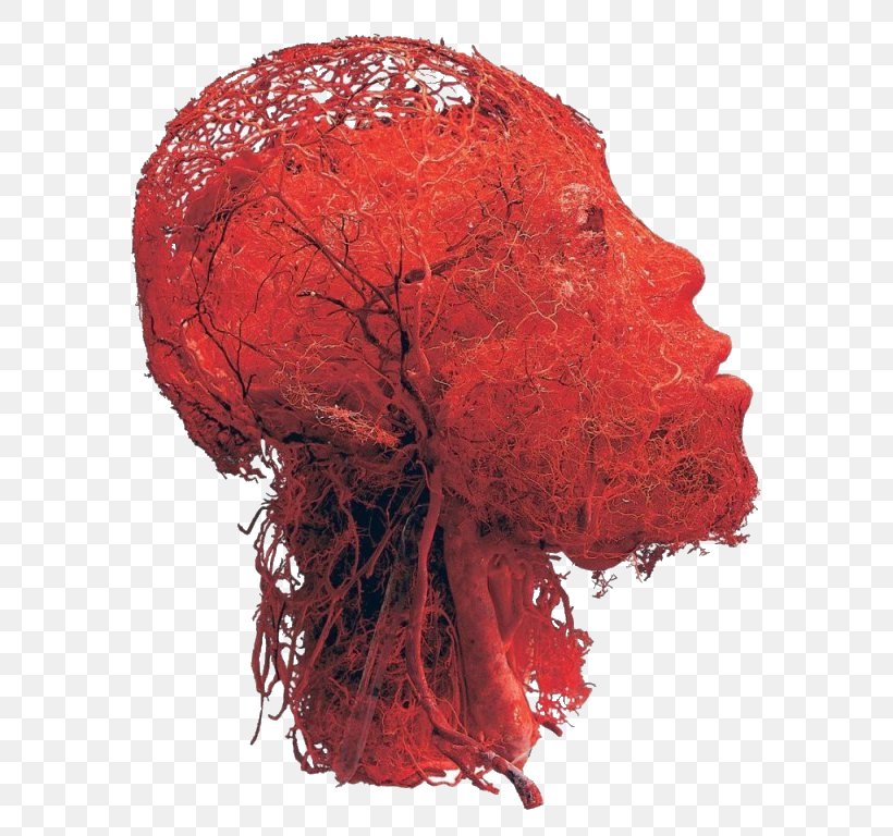 Human Heart Background, PNG, 620x768px, Blood Vessel, Anatomy, Artery, Blood, Body Worlds Download Free