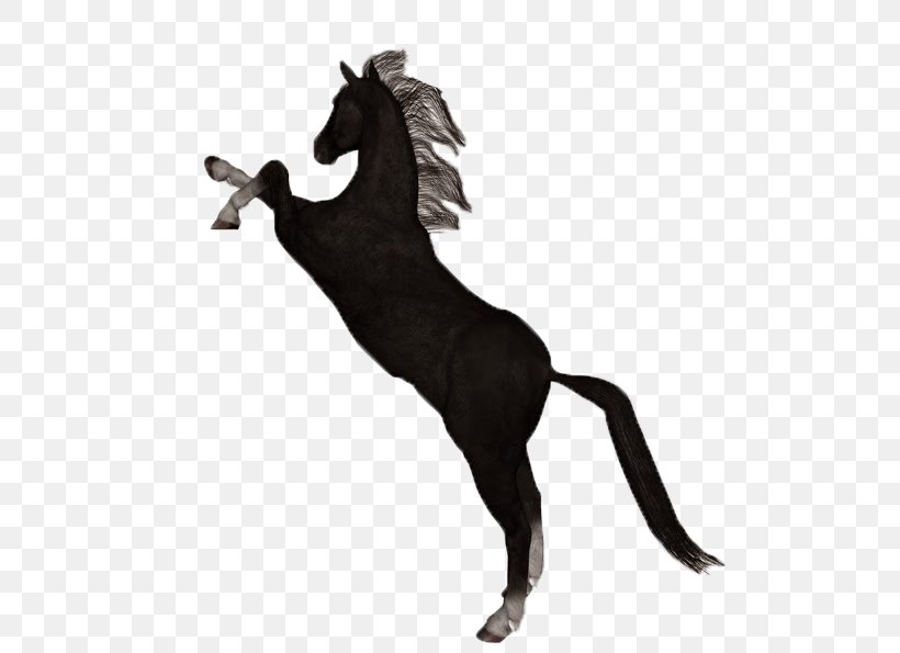 Mustang Foal Stallion Pony Akhal-Teke, PNG, 580x595px, Mustang, Akhalteke, Animal Figure, Black And White, Call Of Duty Black Ops Iii Download Free