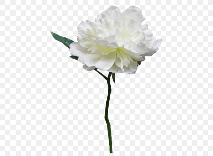 Peony Cut Flowers Rosaceae Artificial Flower, PNG, 800x600px, Peony, Artificial Flower, Cut Flowers, Family, Flower Download Free