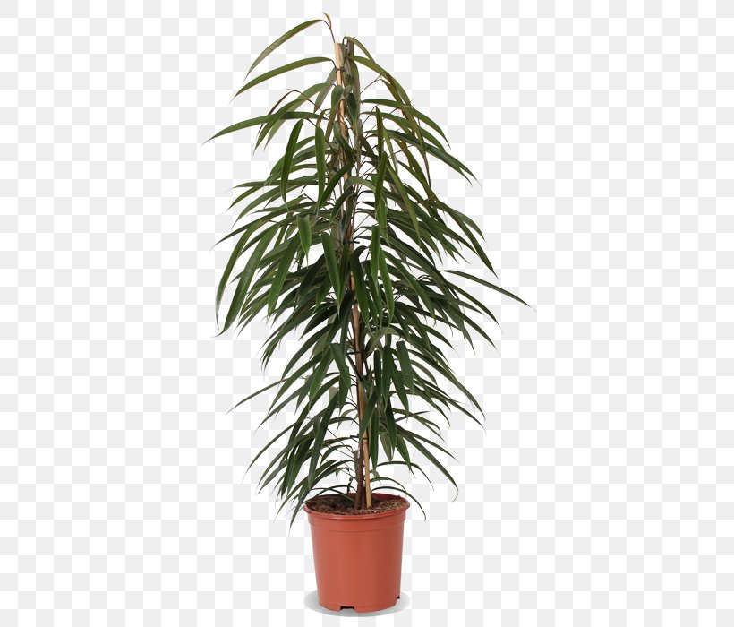 Areca Palm Houseplant Tree Plants Fiddle-leaf Fig, PNG, 500x700px, Areca Palm, Arecales, Date Palms, Dragon Tree, Dypsis Download Free