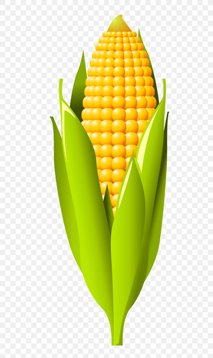 Corn On The Cob Maize Cereal, PNG, 987x1657px, Corn On The Cob, Bag, Cereal, Commodity, Corn Syrup Download Free