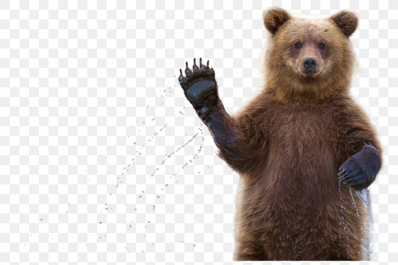 Grizzly Bear Alaska Peninsula Brown Bear Kamchatka Peninsula Verb Бурый цвет, PNG, 999x666px, Grizzly Bear, Adjective, Alaska Peninsula Brown Bear, Animal, Bear Download Free