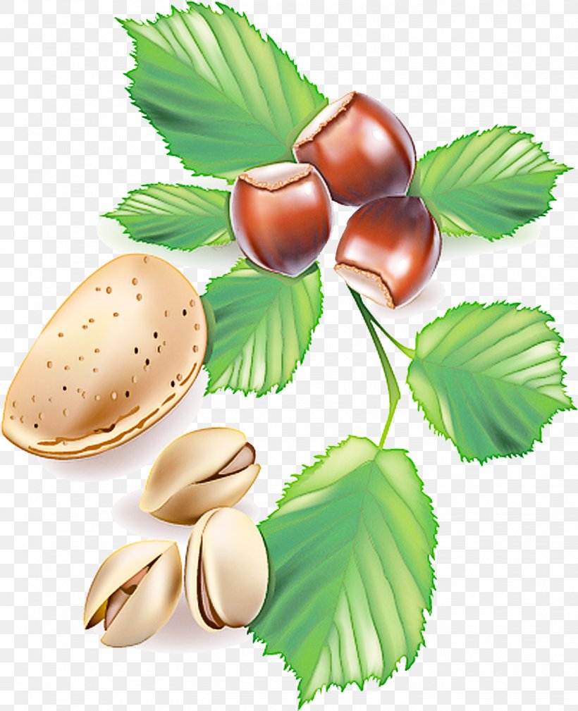 Leaf Hazelnut Chestnut Tree Nut, PNG, 1624x2000px, Leaf, Chestnut, Food, Hazelnut, Nut Download Free