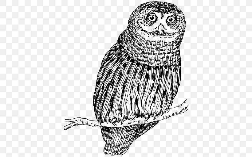 Snowy Owl Bird Drawing Vertebrate, PNG, 512x512px, Owl, Animal, Art, Beak, Bird Download Free