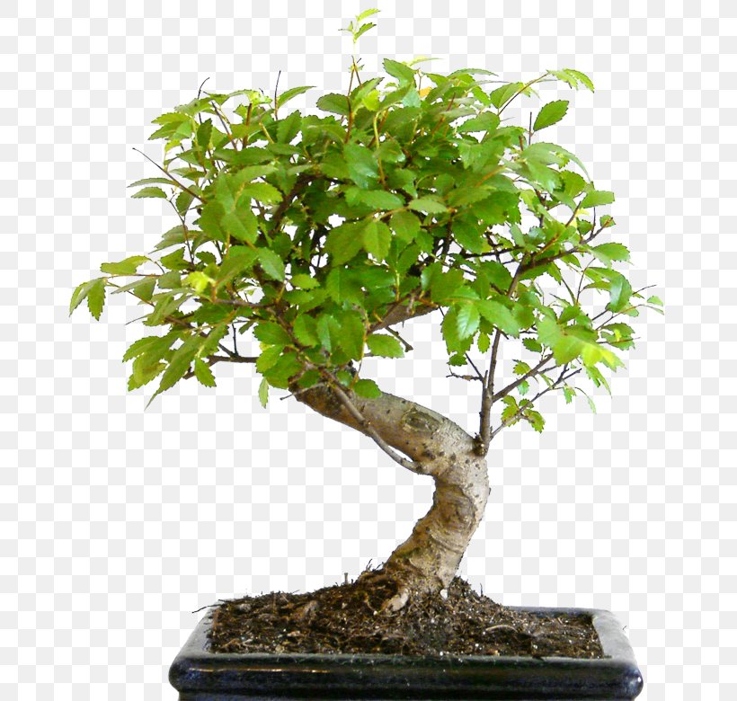 Bonsai Styles Tree Sageretia Theezans Flowerpot, PNG, 670x780px, Bonsai, Bonsai Styles, Flowerpot, Garden, Garden Centre Download Free