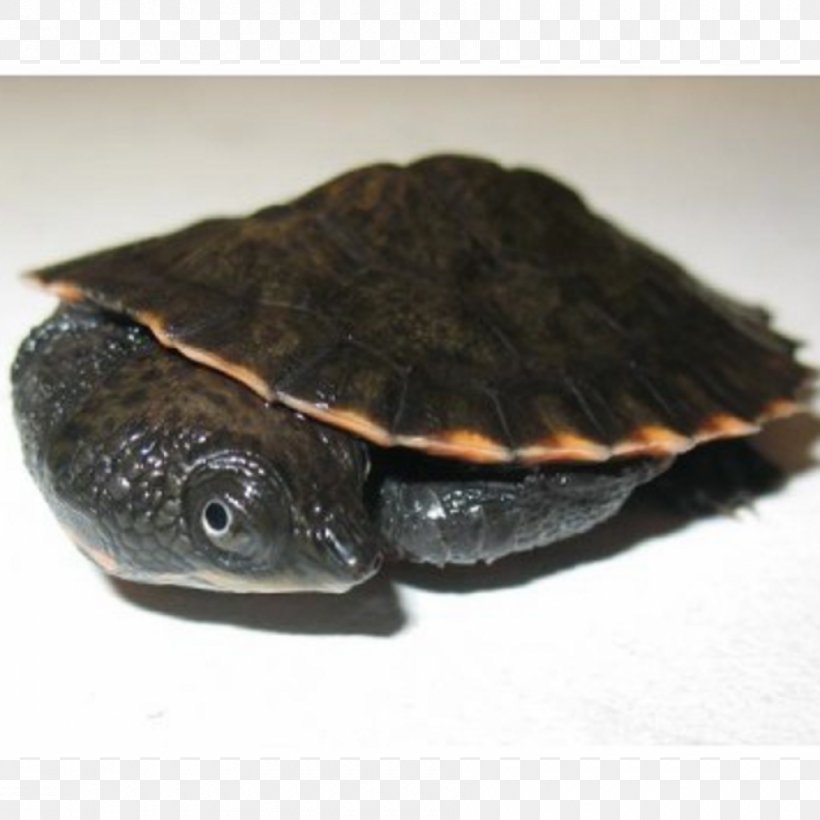 Common Snapping Turtle Box Turtles Sea Turtle Saw-shelled Turtle, PNG, 900x900px, Common Snapping Turtle, Animal, Box Turtle, Box Turtles, Chelydridae Download Free