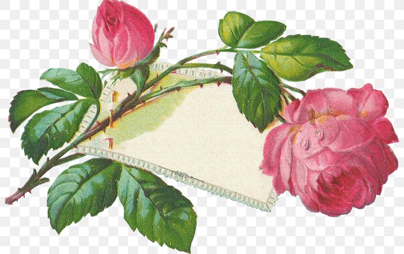 Garden Roses Ansichtkaart Post Cards Bokmärke, PNG, 800x516px, Garden Roses, Animaatio, Ansichtkaart, Etsy, Floribunda Download Free