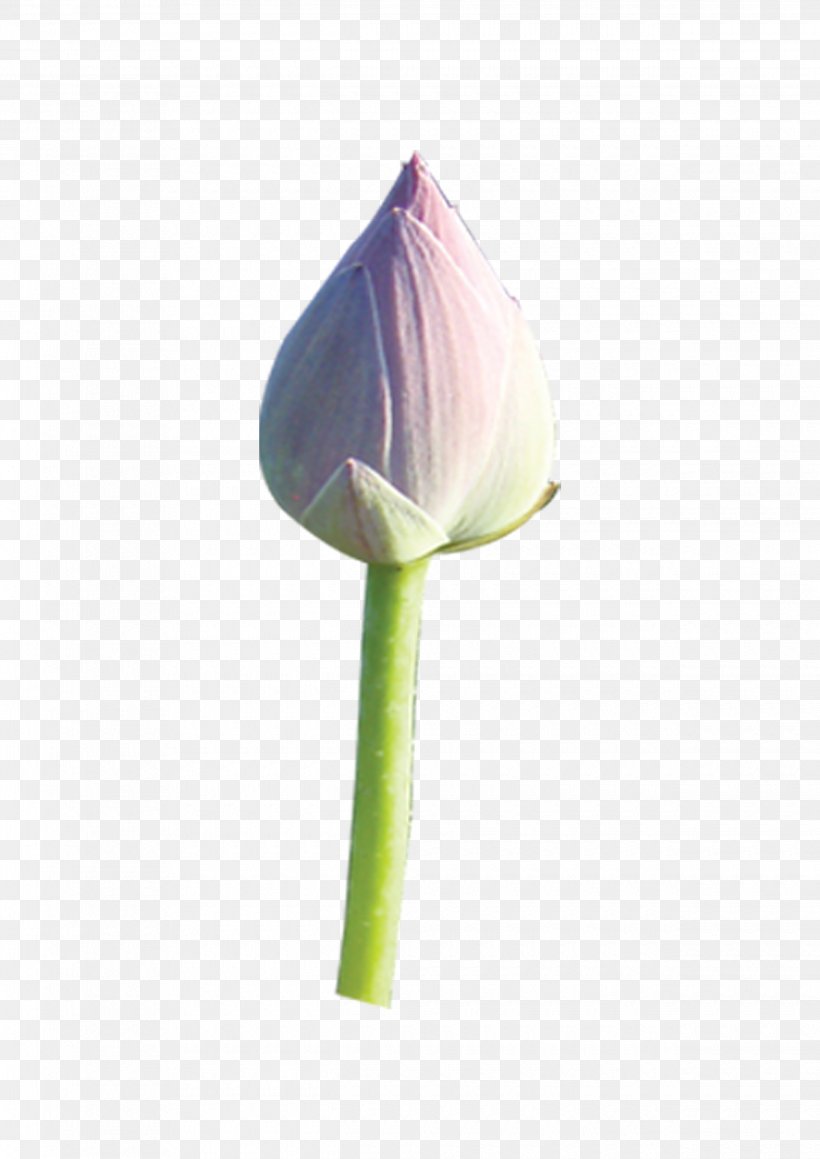 Nelumbo Nucifera Download Petal Clip Art, PNG, 2480x3508px, Nelumbo Nucifera, Bud, Cartoon, Child, Farmacias Similares Download Free