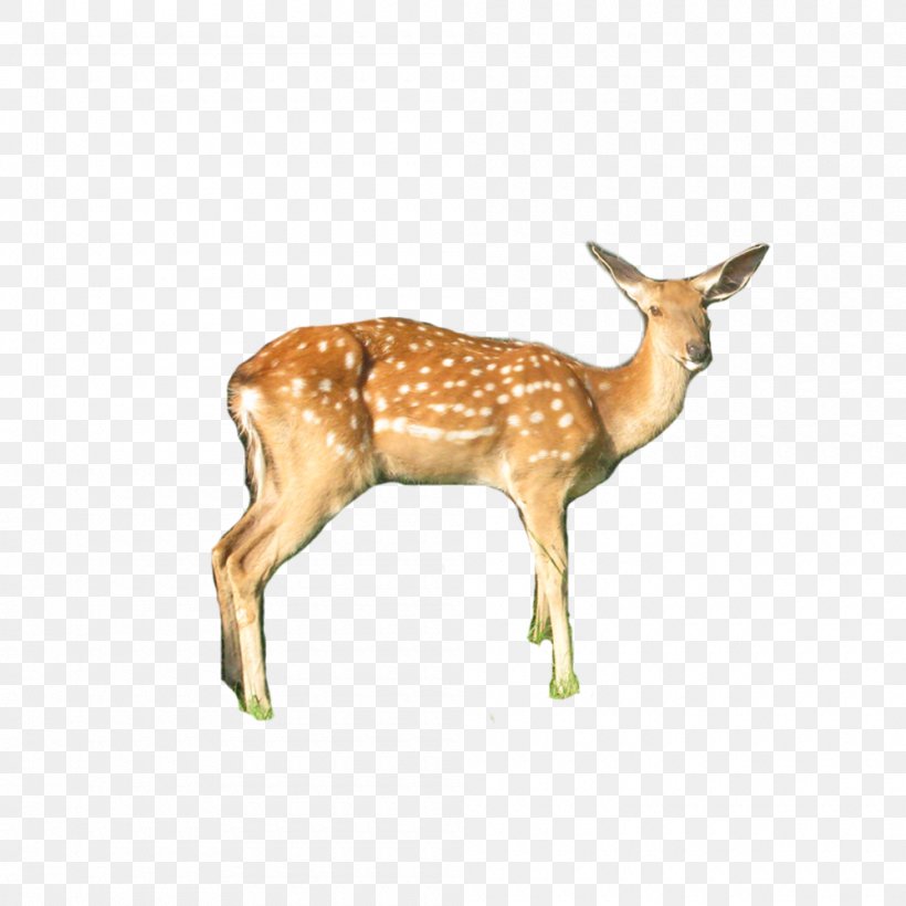 White-tailed Deer Sika Deer, PNG, 1000x1000px, Deer, Animal, Antelope, Antler, Fauna Download Free