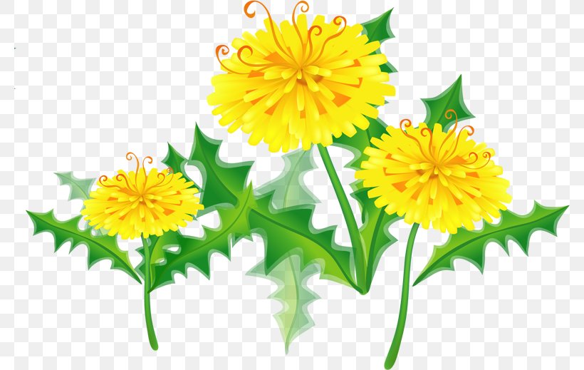 Clip Art, PNG, 780x519px, Drawing, Annual Plant, Calendula, Chrysanths, Cut Flowers Download Free