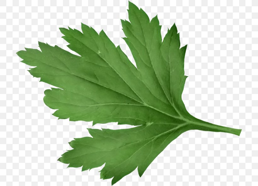 Leaf Herb Tree, PNG, 721x594px, Leaf, Black Maple, Cinquefoil, Flower, Flowering Plant Download Free