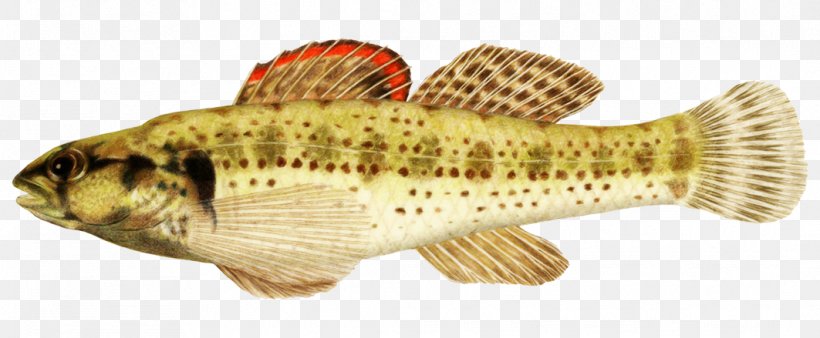 Tilapia Darter Bass Tropical Fish, PNG, 1063x439px, Tilapia, Animal Figure, Bass, Bony Fish, Clownfish Download Free