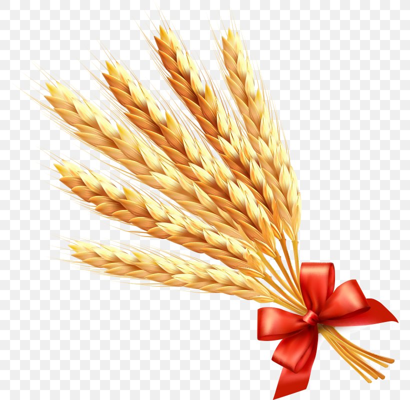 Wheat Ear Cereal Clip Art, PNG, 774x800px, Wheat, Agriculture, Cereal, Commodity, Ear Download Free