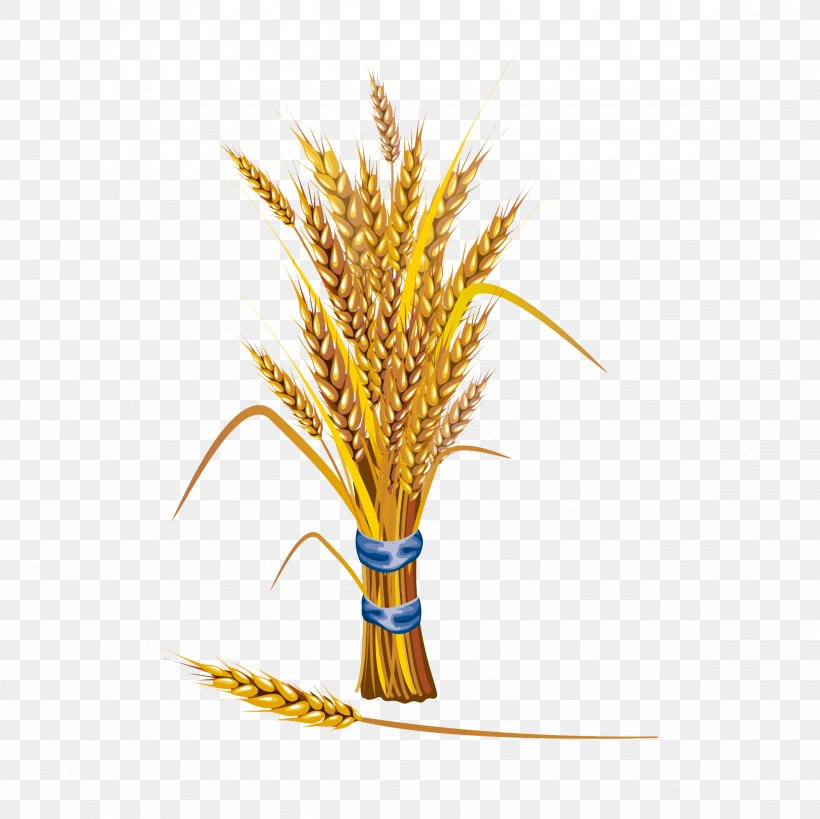 Wheat Stock Illustration Cereal Illustration, PNG, 2362x2362px, Wheat, Barley, Cereal, Commodity, Ear Download Free