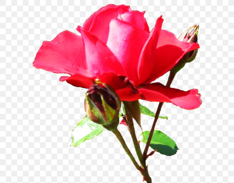 Garden Roses Cabbage Rose Floribunda Cut Flowers Desktop Wallpaper, PNG, 600x643px, Garden Roses, Annual Plant, Bud, Cabbage Rose, China Rose Download Free