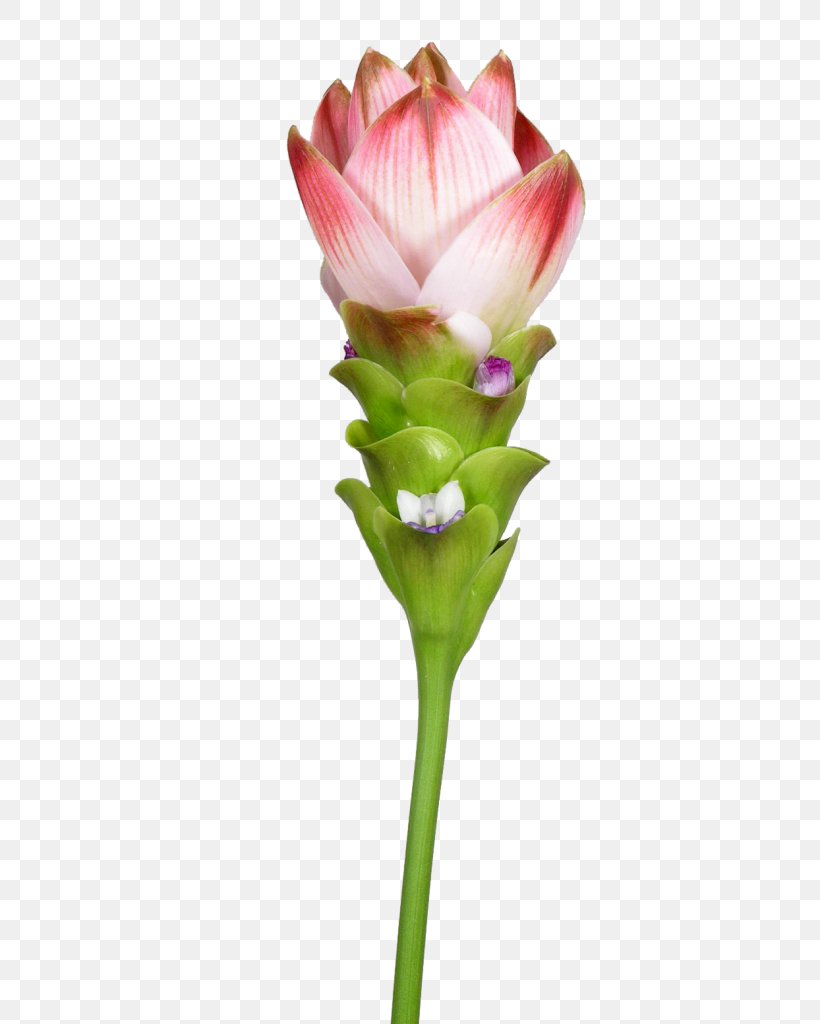 Siam Tulip Petal Turmeric Northern Thailand, PNG, 352x1024px, Siam Tulip, Bud, Cut Flowers, Flower, Flowering Plant Download Free