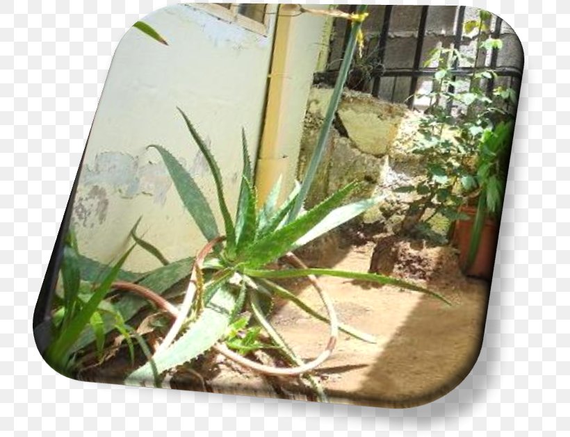 Aloe Vera Plant Flora Tree Flowerpot, PNG, 725x629px, Aloe Vera, Aloes, Flora, Flowerpot, Grass Download Free