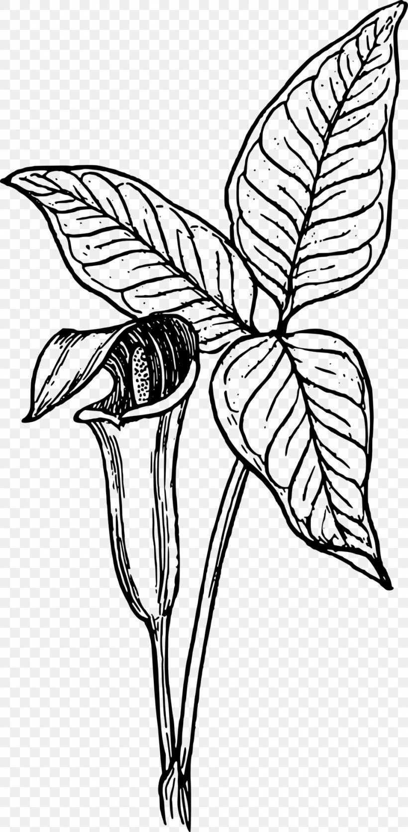 Botany Clip Art, PNG, 958x1952px, Botany, Art, Artwork, Arum Lilies, Black And White Download Free