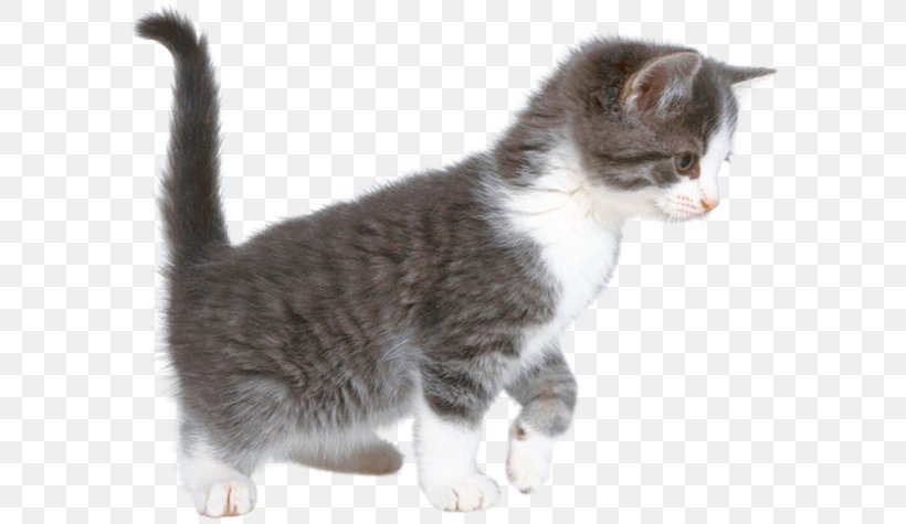 Cat Pet Sitting Dog Kitten, PNG, 600x475px, Cat, Aegean Cat, American Wirehair, Carnivoran, Cat Like Mammal Download Free