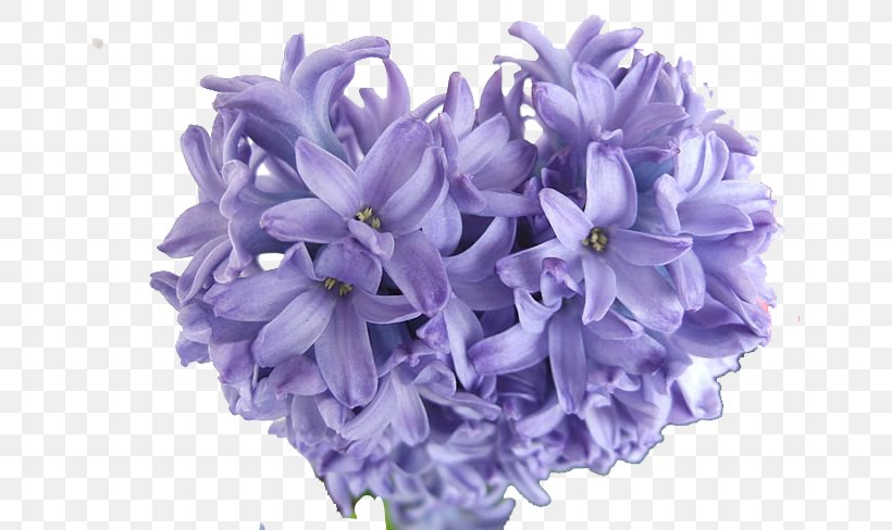 Hyacinthus Orientalis Purple Bulb Perennial Plant Blue, PNG, 650x488px, Hyacinthus Orientalis, Blue, Bulb, Color, Cut Flowers Download Free