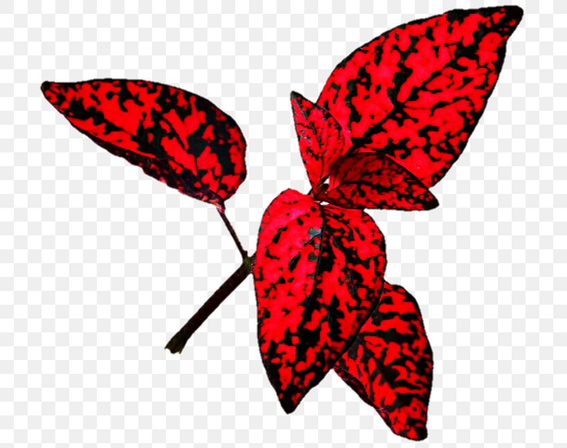 Leaf Polka Dot Plant Red Yellow, PNG, 719x647px, Leaf, Arthropod, Artwork, Autumn Leaf Color, Bladnerv Download Free