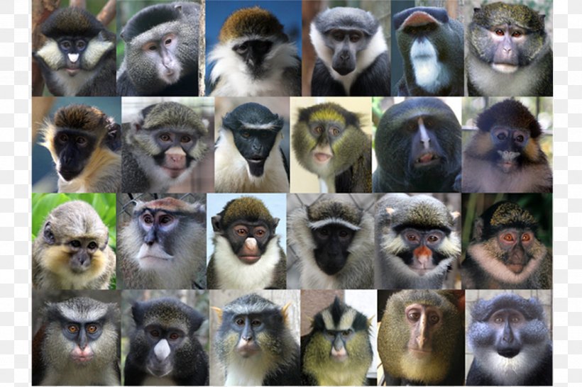 On The Origin Of Species Cercopithecidae Guenon Monkey Primate, PNG, 900x600px, On The Origin Of Species, Beak, Cercopithecidae, Cercopithecini, Charles Darwin Download Free