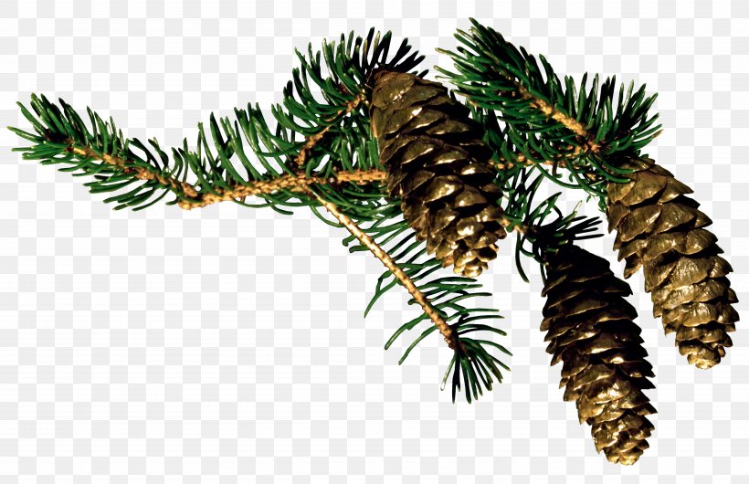 Fir Christmas Pine Conifer Cone Santa Claus, PNG, 5029x3256px, Fir, Autumn, Branch, Christmas, Christmas Ornament Download Free