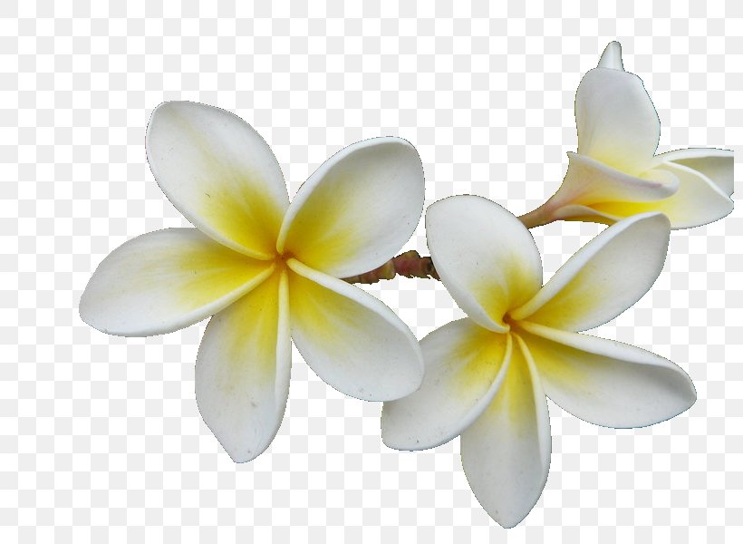 Frangipani Essential Oil Aroma Compound Fragrance Oil, PNG, 800x600px, Frangipani, Anise, Aroma Compound, Aromatherapy, Candle Download Free