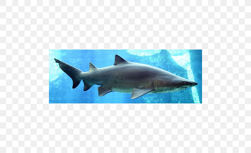Shark Fin Soup Sand Tiger Shark Dorsal Fin, PNG, 500x500px, Shark, Basking Shark, Bull Shark, Carcharhiniformes, Cartilaginous Fish Download Free