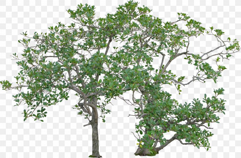 Tree Woody Plant Shrub, PNG, 2958x1951px, Tree, Branch, Color Model, Fundal, Garden Download Free