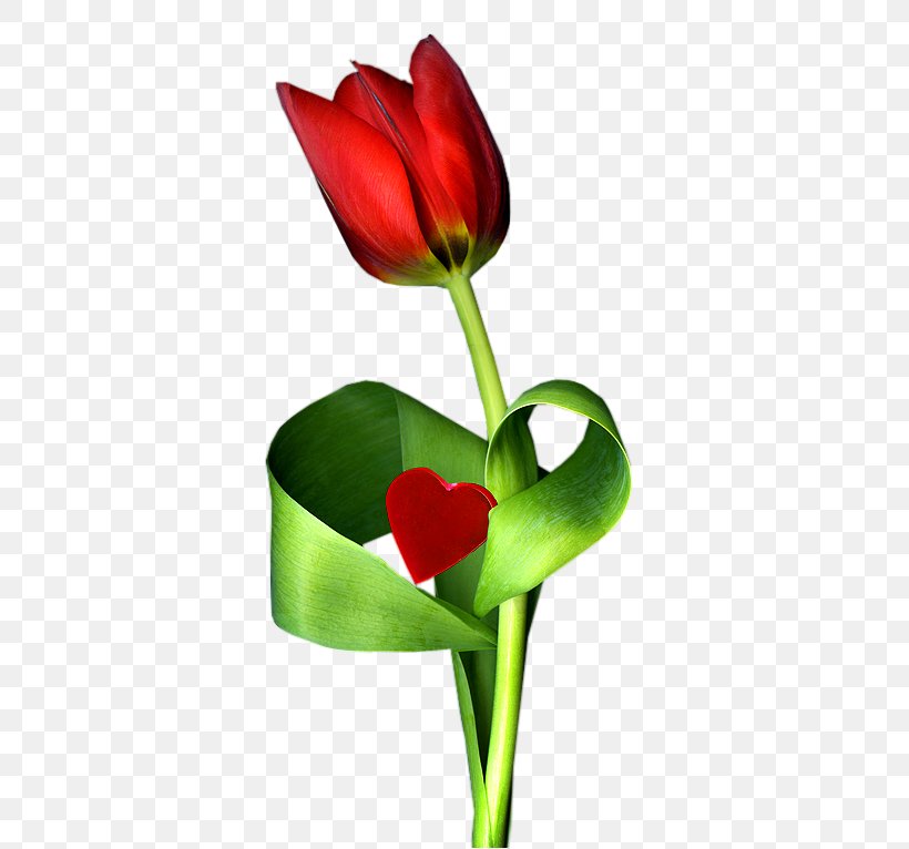 Tulip Floral Design Cut Flowers Plant Stem, PNG, 534x766px, Tulip, Bud, Cut Flowers, Floral Design, Floristry Download Free