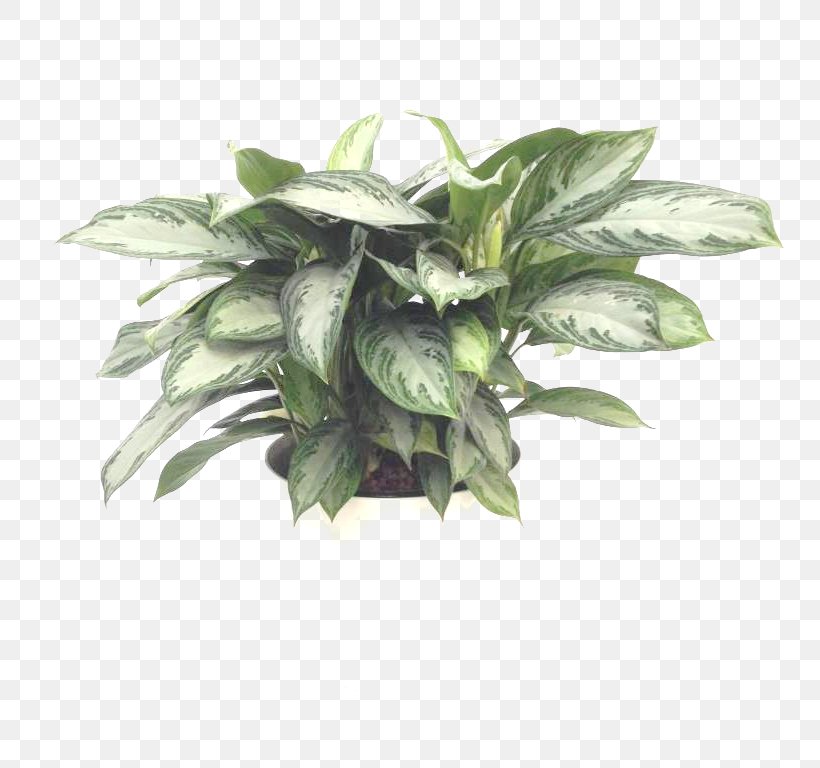 Chinese Evergreen Houseplant Aglaonema Modestum Leaf, PNG, 768x768px, Chinese Evergreen, Blog, Chinese Evergreens, Digital Media, Evergreen Download Free