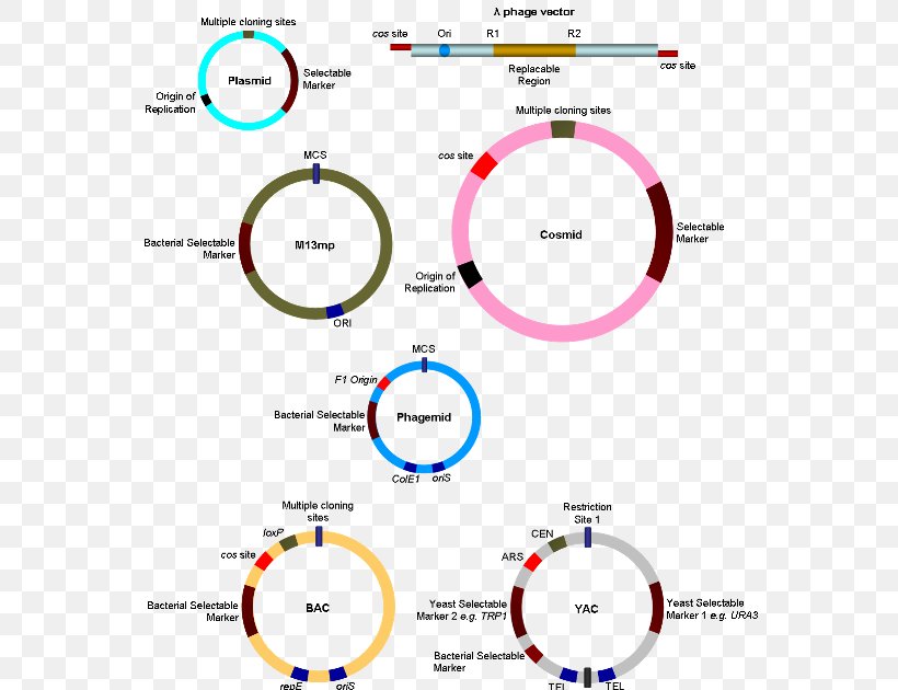 Cloning Vector Molecular Cloning Genetics, PNG, 579x630px, Cloning Vector, Area, Brand, Cell, Cloning Download Free