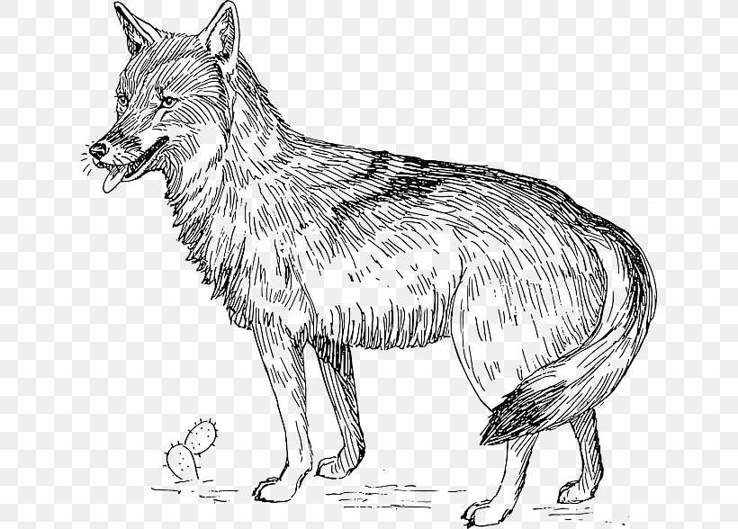 Coyote Clip Art, PNG, 640x588px, Coyote, Art, Artwork, Black And White, Carnivoran Download Free