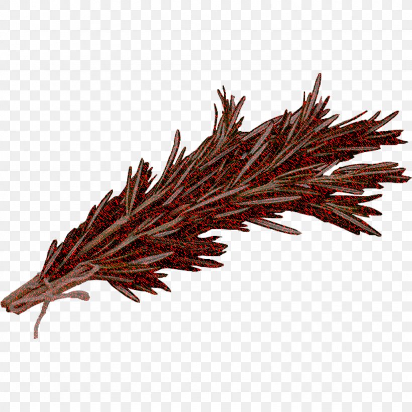 Grass Family Plant Grass Red Pine, PNG, 1024x1024px, Grass Family, Grass, Plant, Red Pine Download Free