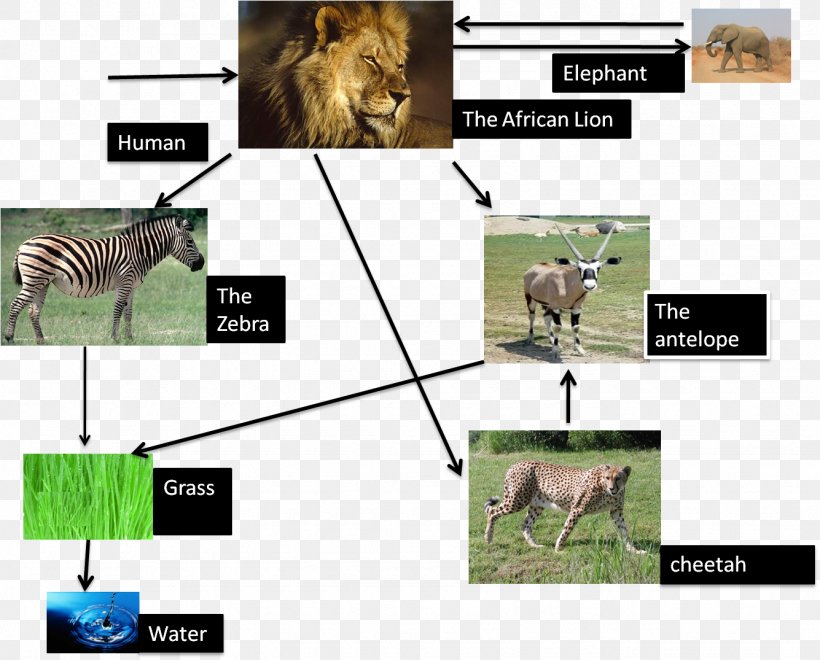 Lion Cheetah Cougar Common Warthog Food Web, PNG, 1335x1075px, Lion, African Leopard, Biome, Carnivore, Cheetah Download Free