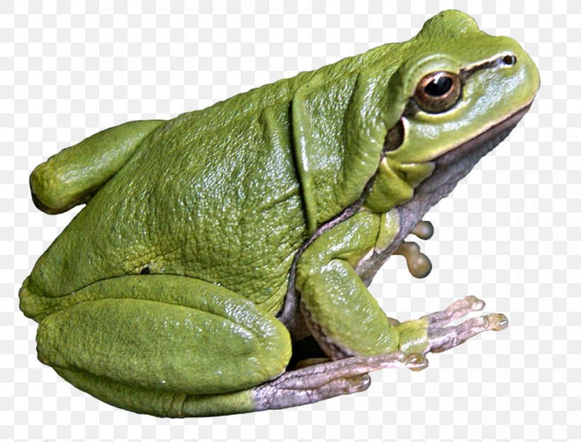 American Bullfrog Toad Tree Frog, PNG, 945x720px, American Bullfrog, American Water Frogs, Amphibian, Animal, Bullfrog Download Free
