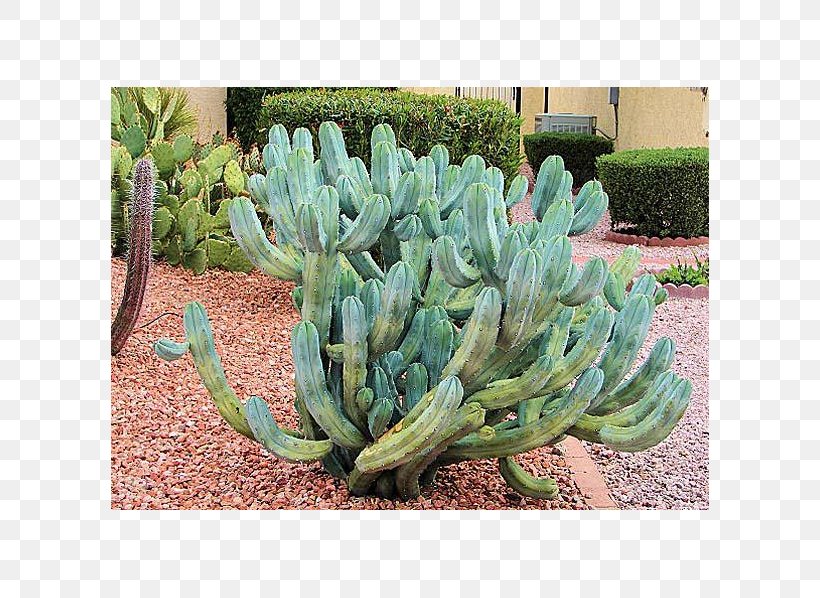 Blue Myrtle-Cactus Cereus Repandus European Blueberry Succulent Plant, PNG, 598x598px, Cereus Repandus, Agave, Cactaceae, Cactus, Cactus Garden Download Free