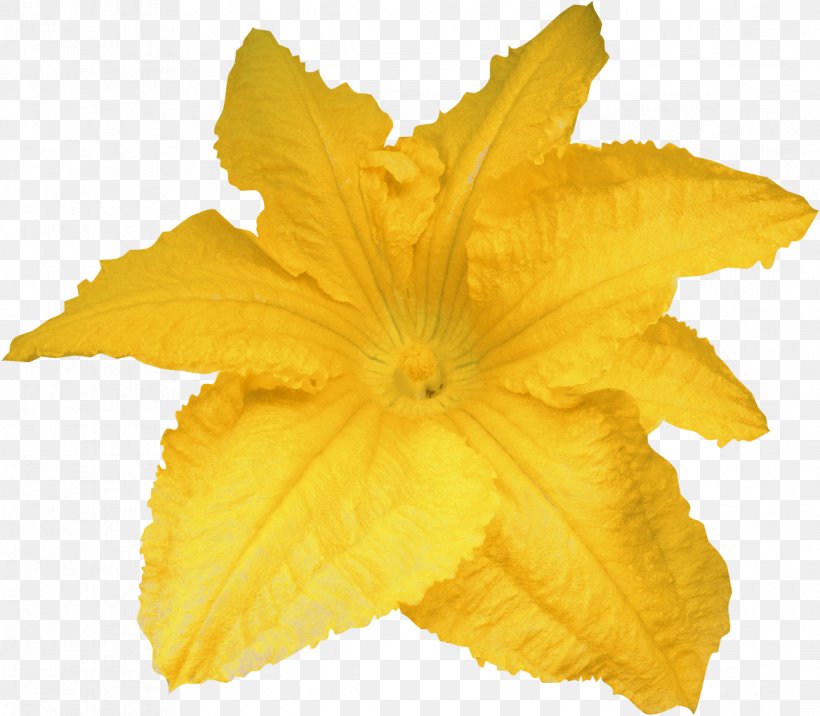 Calabaza Pumpkin Flower Yellow, PNG, 1168x1020px, Calabaza, Designer, Flower, Fruit, Gratis Download Free