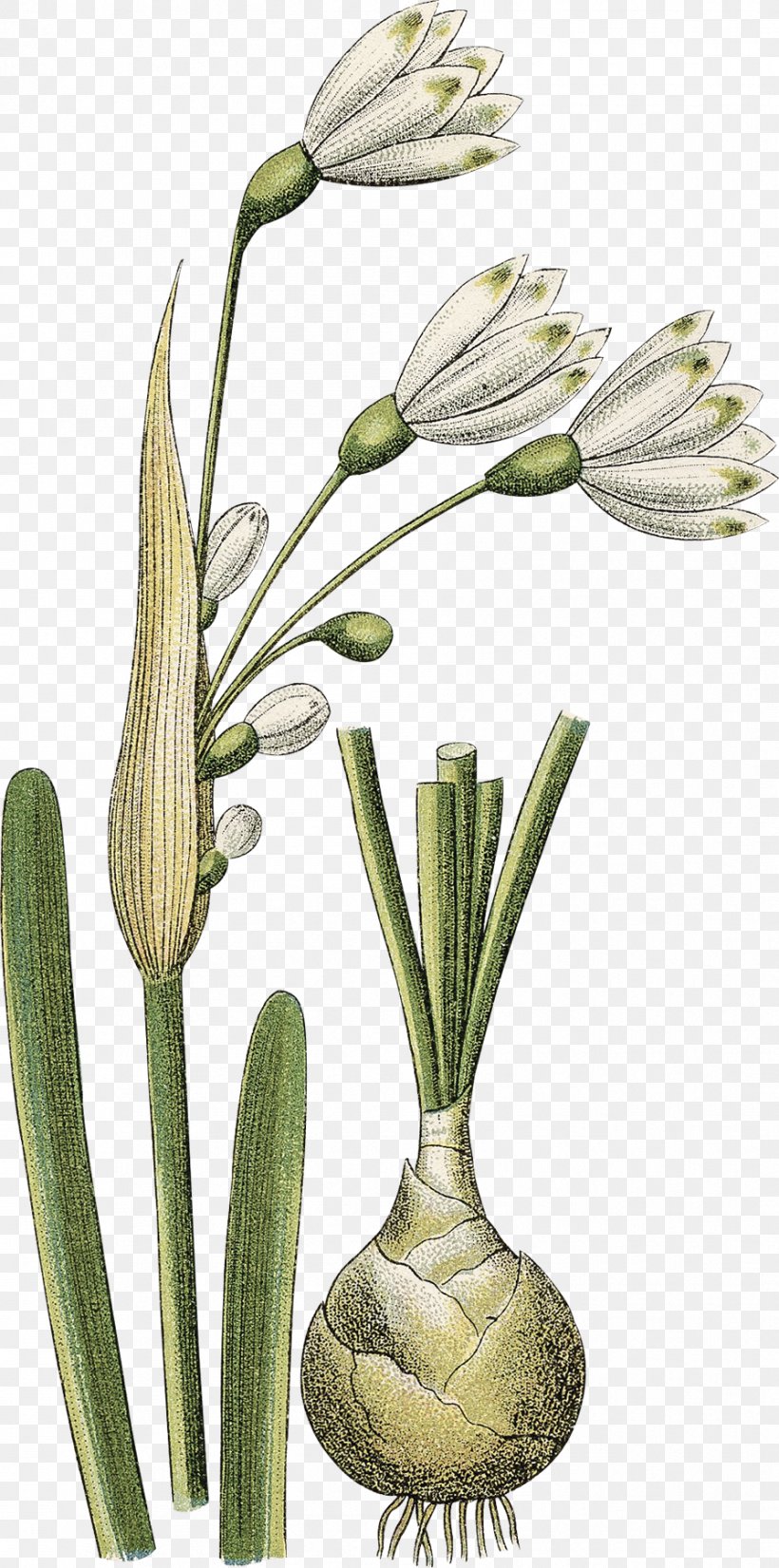 Grasses Flowerpot Plant Stem, PNG, 894x1800px, Grasses, Commodity, Flora, Flower, Flowering Plant Download Free