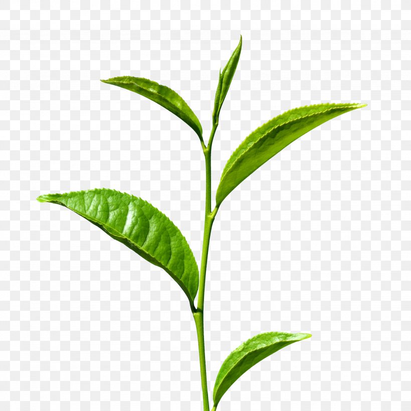 Green Tea Matcha White Tea Tea Production In Sri Lanka, PNG, 2664x2664px, Tea, Black Tea, Camellia Sinensis, Grass, Green Tea Download Free