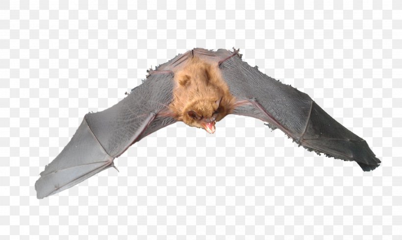 Michigan Bat Control, Inc. Raccoon Mouse Rat, PNG, 2649x1583px, Bat, Animal Control And Welfare Service, Big Brown Bat, Bird, Bird Control Download Free