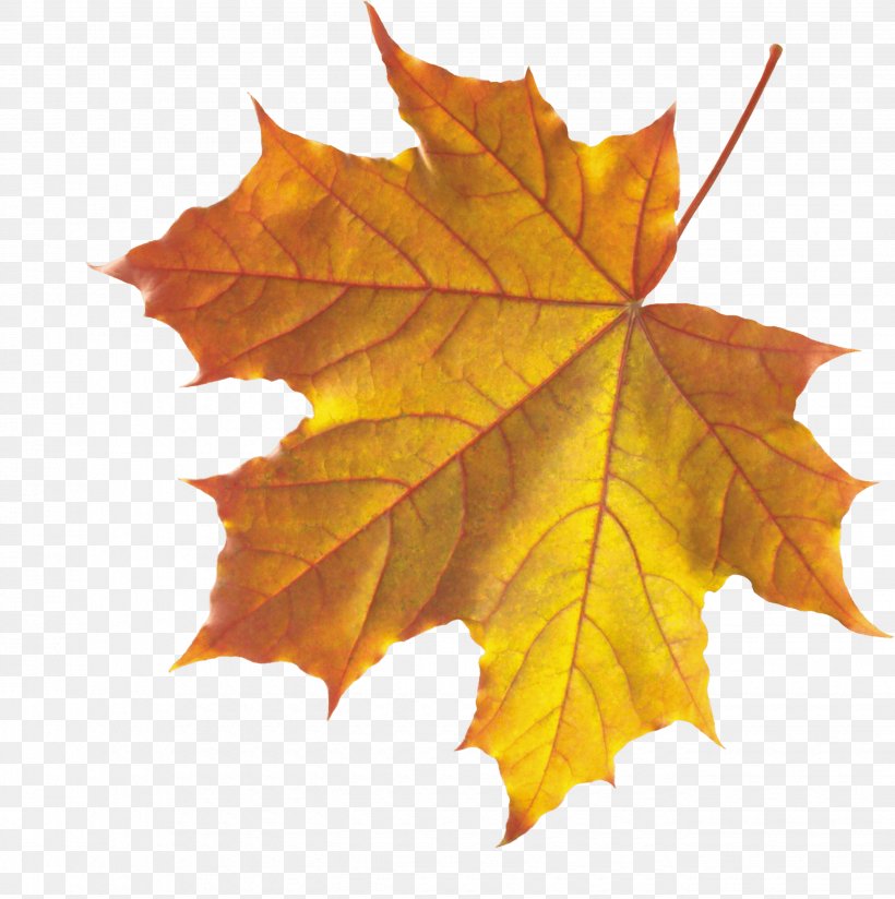 Autumn Leaf Color Clip Art, PNG, 2675x2691px, Autumn Leaf Color, Autumn, Deciduous, Graphics Software, Image File Formats Download Free