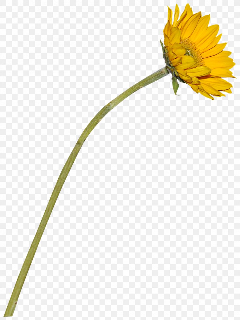Common Sunflower Transvaal Daisy, PNG, 1150x1530px, Common Sunflower, Daisy, Daisy Family, Flora, Floral Design Download Free