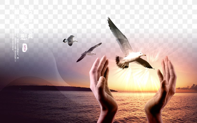 Download, PNG, 2693x1692px, Let The Dream Fly, Calm, Culture, Designer, Energy Download Free
