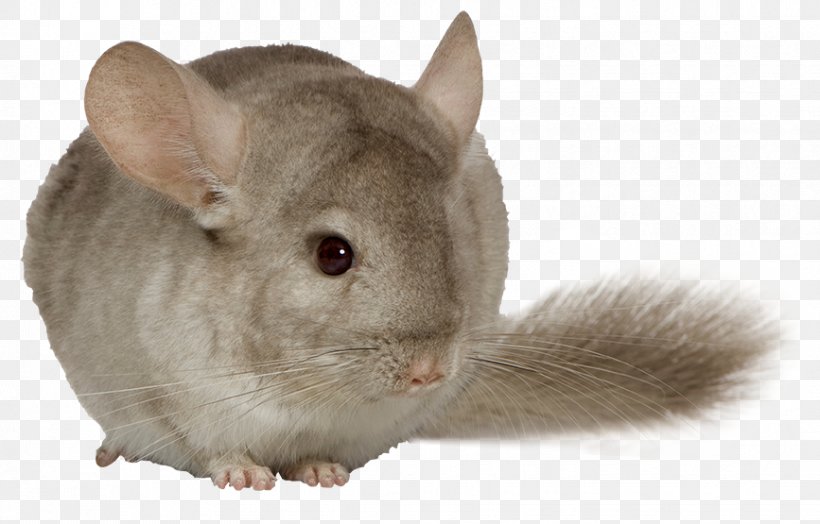 Long-tailed Chinchilla Rodent Guinea Pig Mouse Brown Rat, PNG, 867x555px, Longtailed Chinchilla, Animal, Brown Rat, Chinchilla, Common Degu Download Free