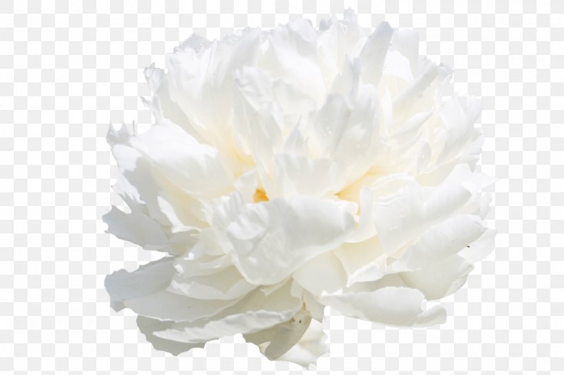 My Peony Society Cut Flowers White, PNG, 1500x1000px, Peony, Cut Flowers, Flower, Flowering Plant, Large Popmerchandising Bv Download Free
