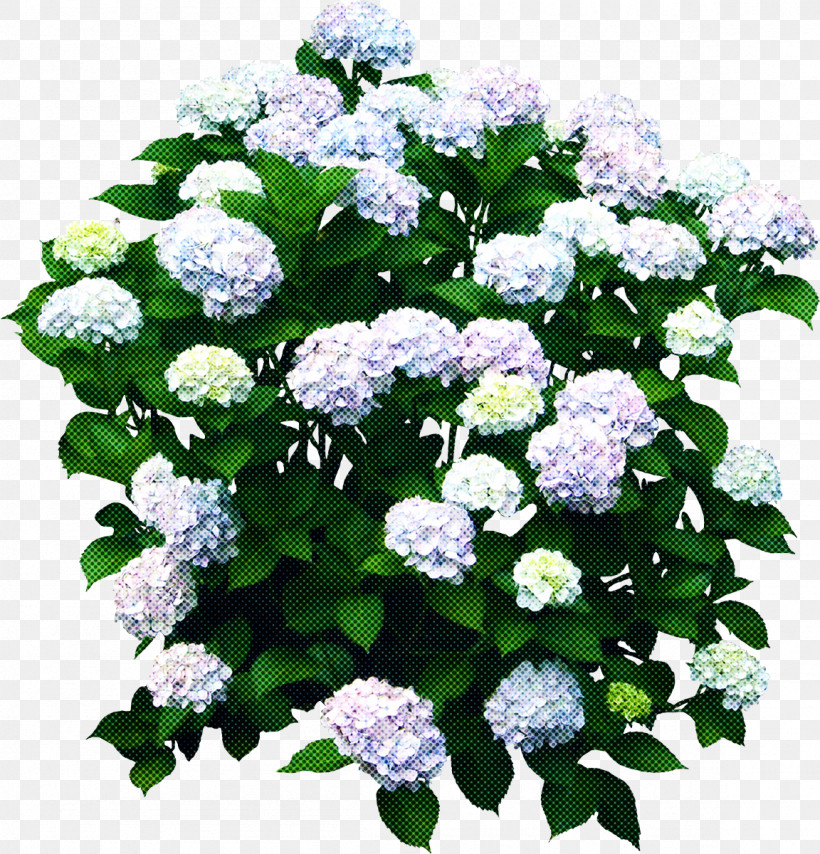 Rose, PNG, 1152x1200px, Flower, Alyssum, Annual Plant, California Lilac, Cornales Download Free